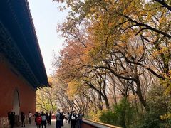 -灵谷景区