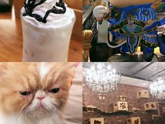 -more than meow吴止猫主题餐厅(承德 中船汇店)