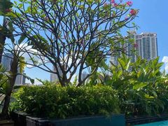 -深圳君悦酒店-游泳池