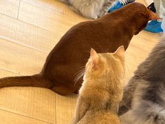 -Let's go狗咖·猫咖·奶狗·桌游(春熙路IFS店)