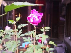 -礼耕堂·百年茶人餐厅(梅家坞店)