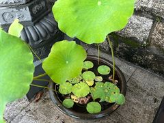 -罗浮山-南楼寺