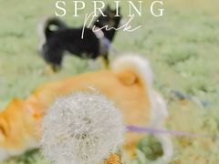 -柴务处·柴犬主题狗咖