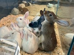 -FAIRYLAND龙族星球主题餐厅(凯丹广场店)