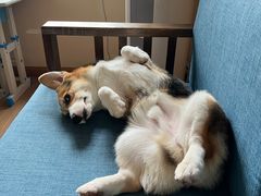 -翊宠yipet猫狗购宠庄园犬舍•猫舍