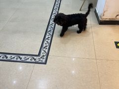 -宠颐生汉谟拉比宠物医院