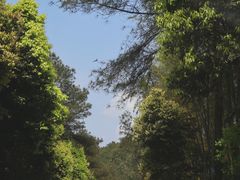 -铁山坪森林公园