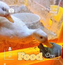 -神奇动物撸宠馆·羊驼·小浣熊·异宠(豫园店)