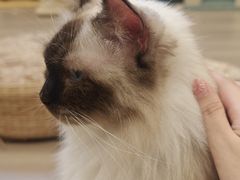 -瞄一喵猫咖(格力海岸店)