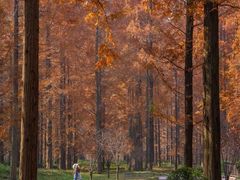 -黄海国家森林公园