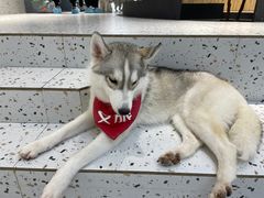 -Husky Go!哈士奇体验馆·宠物咖啡厅狗咖