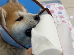 -美联众合动物医院·24h京西诊疗中心