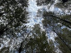 -林间山庄
