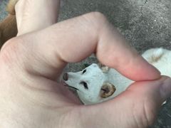 -柴犬高等学院·狗咖·柴犬售卖·宠物训练