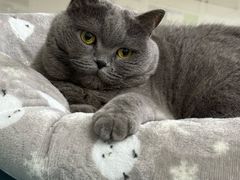 -瑞鹏宠物医院·骨科·猫科·内科(第一中心)