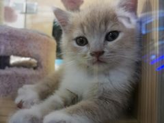 -屋虎猫馆(宝安大仟里店)