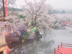 -武汉大学-樱园