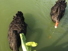 -无锡动物园·太湖欢乐园