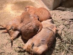 -绿色星球动物主题公园