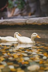 -Zoolung Zoolung动物主题公园(海信广场店)