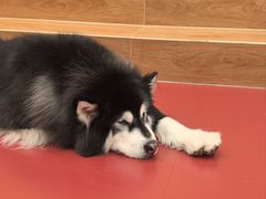 -和它·交个朋友·狗咖猫咖(爱琴海店)