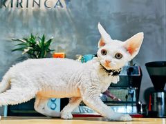 -70cat德文卷毛猫·缅因猫纯种猫舍