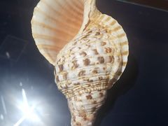-青岛贝壳博物馆