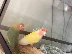 -曲阳花鸟市场(曲阳路店)