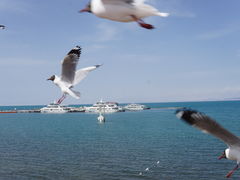 -青海湖国家重点风景名胜区