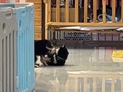 -柴犬小屋·柴餐厅·狗咖食堂(金鼎广场店)