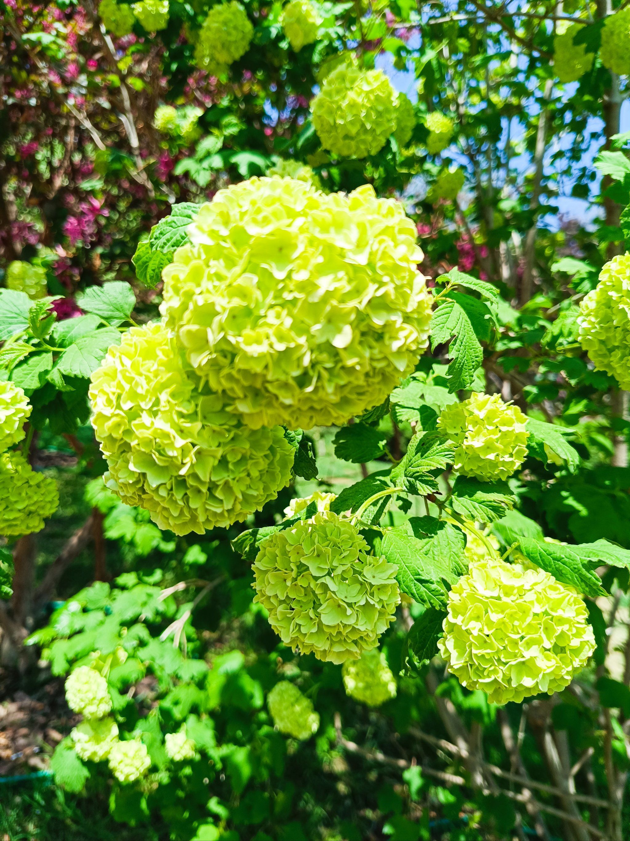 植物园的绣球花