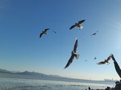 -深圳湾公园(南山区)