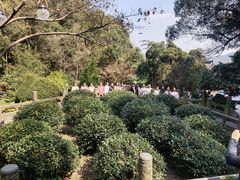 -十八棵（老龙井）御茶园(老龙井店)