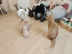 -唐小姐の私宠·宠物洗护美容·撸猫馆·购宠(周浦万达旗舰店)