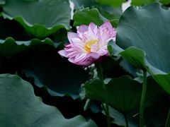 -厦门园林博览苑