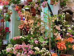 -溪岸路花鸟市场