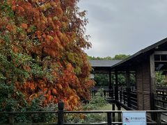 -溱湖国家湿地公园