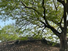 -上海佘山国家森林公园天马山园