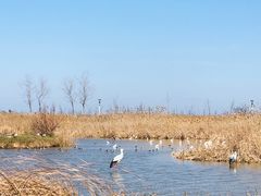 -盐城丹顶鹤湿地生态旅游区