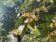 -凤来栖·净庭院·火锅(欧尚店)