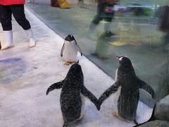 -芜湖新华联大白鲸海洋公园