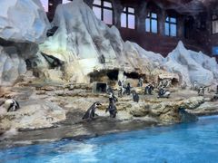 -帝企鹅自助餐厅•儿童岛•真企鹅(长隆企鹅酒店)