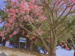 -风云岭森林公园