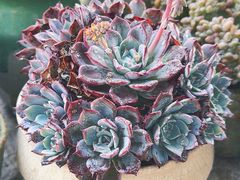 -中环花鸟鱼虫市场