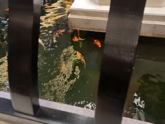 -龙悦湾酒家·八阵鱼生·渔人码头店