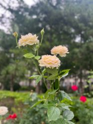 -文华东方水疗中心