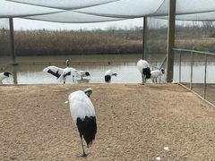 -盐城丹顶鹤湿地生态旅游区