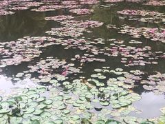 -西双版纳原始森林公园