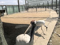 -盐城丹顶鹤湿地生态旅游区