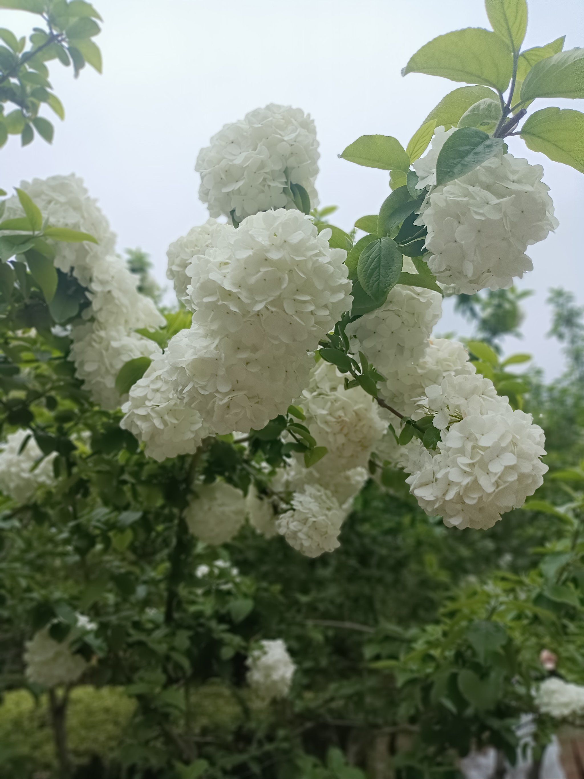 中山公园里无名花